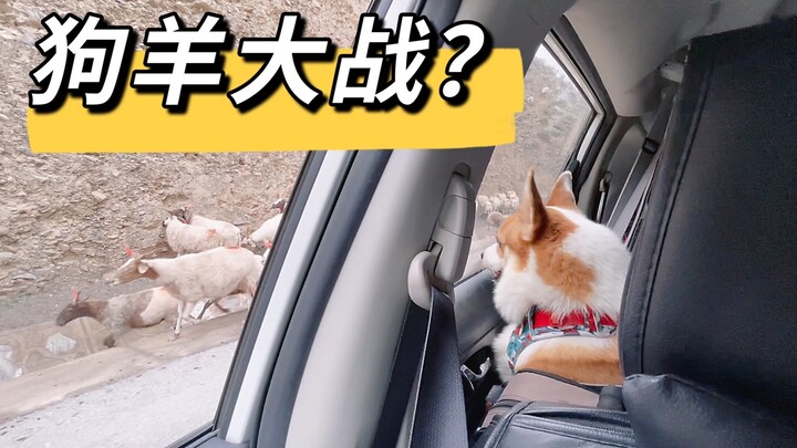 Keliling Tiongkok bersama anjing, apa yang terjadi ketika si anjing bertemu dengan sekawanan domba?
