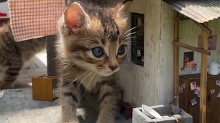 Anak kucing berubah menjadi kapak besar dalam hitungan detik
