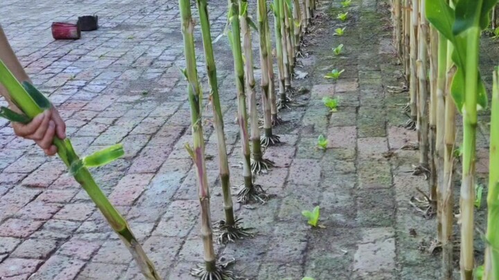 Menanam jagung di tanah bata, di tengah-tengah jagung ditanami sawi