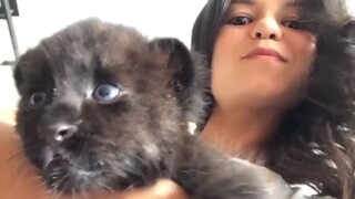 Doctor 2 years ago: You little black cat will grow up to be very big in the future