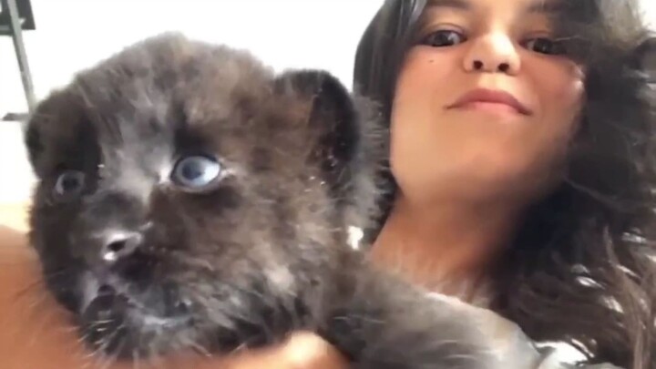 Doctor 2 years ago: You little black cat will grow up to be very big in the future