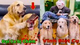 Thú Cưng TV | Trứng Vàng và Trứng Bạc #11 | Chó Golden Gâu Đần thông minh vui nhộn | Pets smart dog