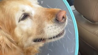 Golden Retriever with pyometra; pus gushes out after incision—view with caution