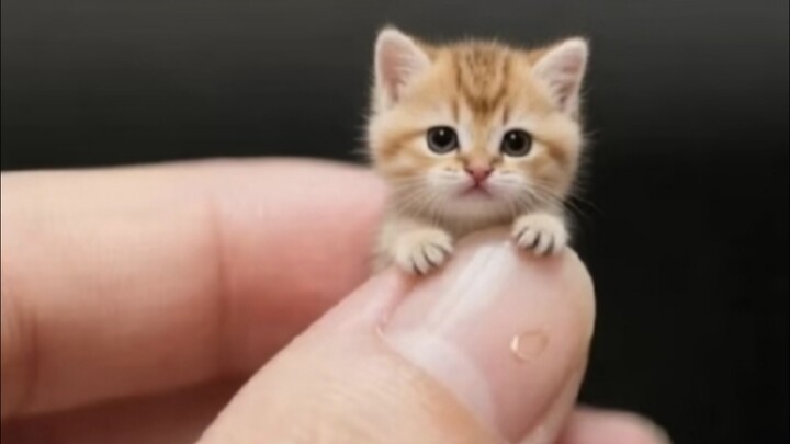 Apakah seluruh dunia akan menyukai malaikat imut dan kucing kecil yang menggemaskan?
