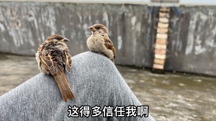 اثنان من العصافير الصغيرة يستلقيان على رجلي للاستراحة – كم من الثقة يتعين أن يكونا يضعان بي لأفعل هذ