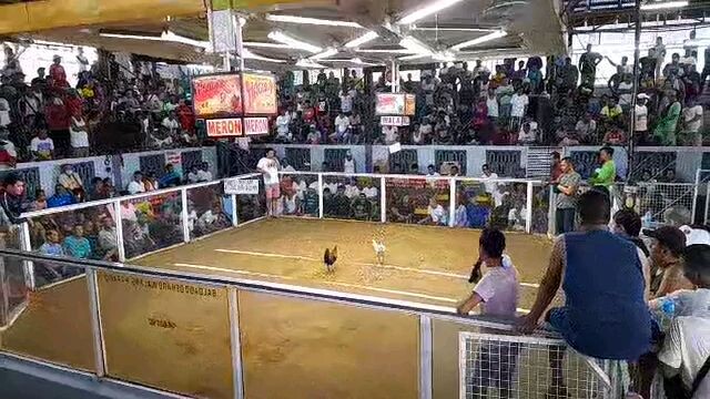 1st win white tangkalxmelsims black vs madam ginto red