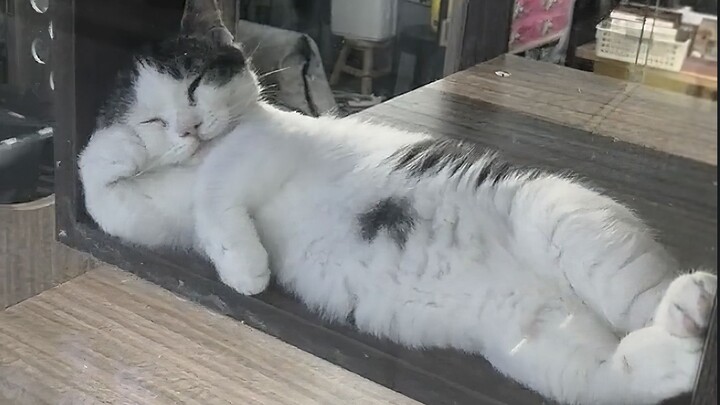 แมวน้อยนอนแบบนี้ต้องมีเหตุผลของเธอแน่นอน!