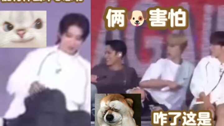 Hoshi hadn’t even looked at the camera when Xiao Ba posted it—haha! Minghao scared Jimi and Kui DK s