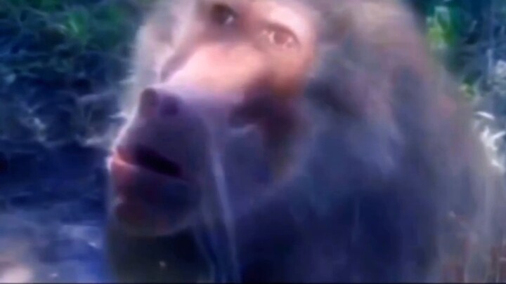 Brother Monkey then spent his whole life searching for the secret of that day, and the gears of fate