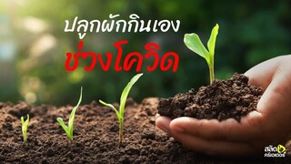 ปลูกผักกินเอง ช่วงโควิด l ปลูกผักสวนครัว ผักปลอดสารพิษ l ตอน ซื้อเมล็ดพันธุ์