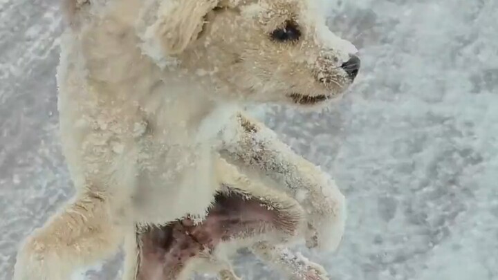 เก็บลูกสุนัขที่ตัวแข็งเพราะความหนาวมาได้หนึ่งตัว