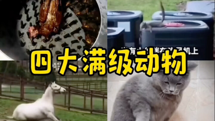 The Four Tier-100 Animals