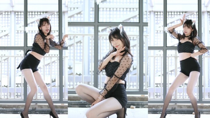 القطة الصغيرة في الوضع الرأسي أقرب إليك ❤️ خطوات القطة هادئة وخفيفة