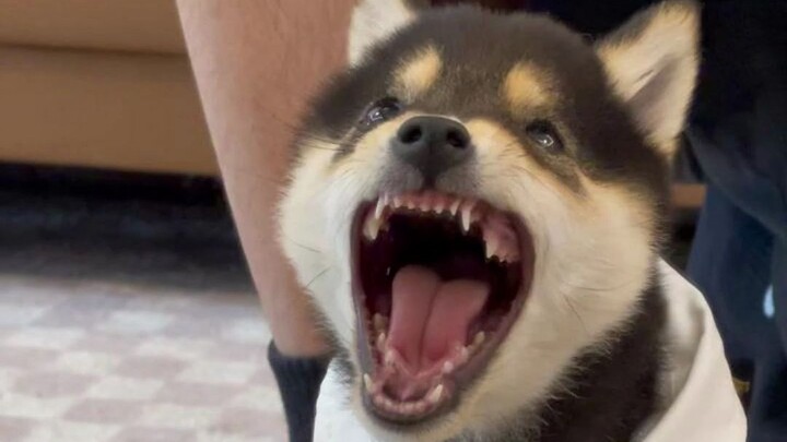 เมื่อขนติดอยู่ในลำคอของลูกสุนัข