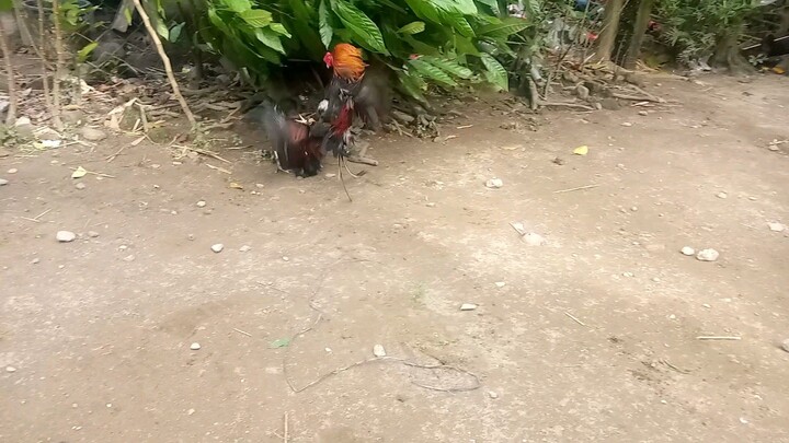 sparring