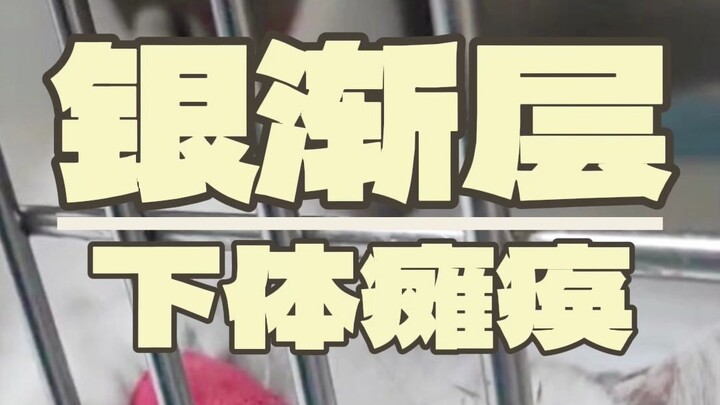 Kucing lumpuh? Tenang, serahkan padaku