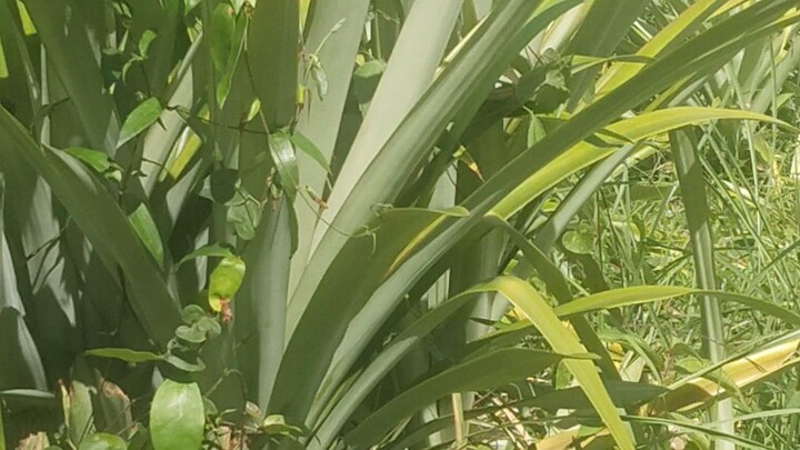 วิวหลังเขา