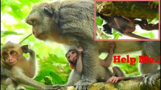 Help..Help..Me..,​Baby​ Monkey​ Top​ ​Risking to Fall, Baby monkey Stay High Tree Look Worry Herself