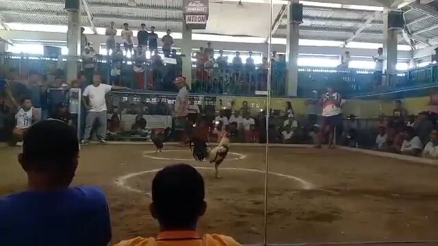 PSG WIN ( 2COCK DERBY) Unscratched 18 months