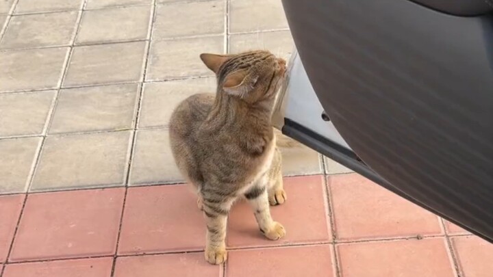 مرحبًا يا قطّة صغيرة! هههه…