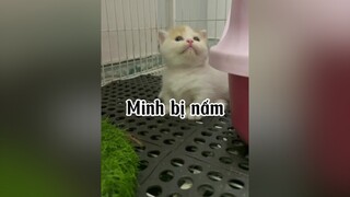 Nghĩ mà chán reviewcat mèo cat