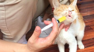 Maaf, Mama Kucing! Aku tidak bisa menyelamatkan semua bayimu! Tapi usahamu akan membantu lebih banya