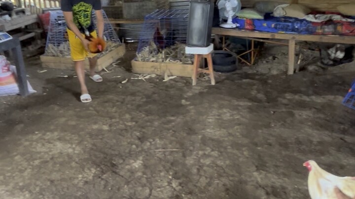 Lemon Sweater Spar (3 yrs old) FOR OUT