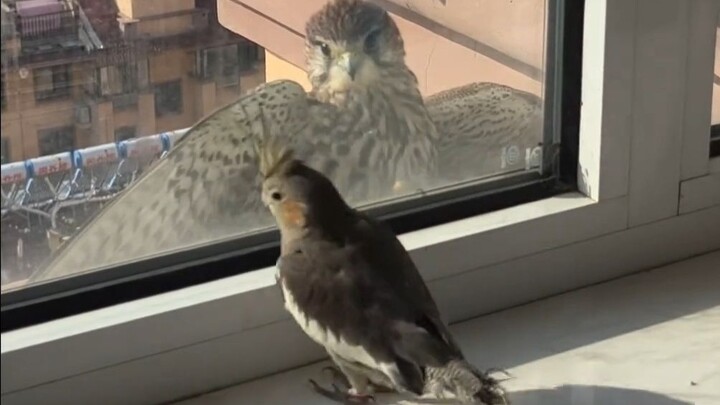 Elang merah datang berkunjung, mengintip si burung beo kecil melalui jendela…