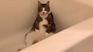 Funniest Cats 😹 - Dont try to hold back Laughter 😂 - Funny Cats Life