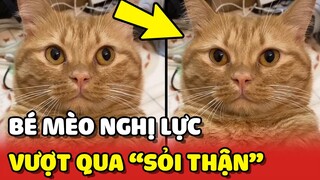 Bé mèo bị SỎI THẬN và hành trình ĐẦY NGHỊ LỰC chống lại trong lúc giãn cách Covid-19 ❤️ | Yêu Lu