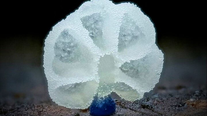 Nấm rừng tuy nhỏ bé, nhưng có thể là nấm độc; khi đi hái nấm cần thận trọng, đề phòng nấm độc!