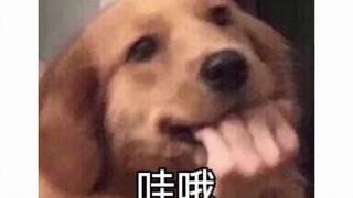 هذا أكثر مصباح يُتحكم به صوتيًّا لباقةً، أليس كذلك؟