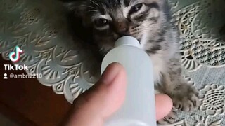 kucing lucu lagi mimik cucu