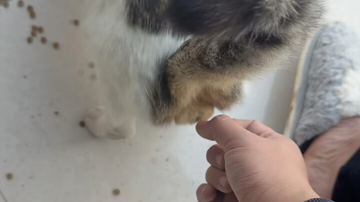 Tiêu chuẩn của một chú mèo quý tộc lang thang