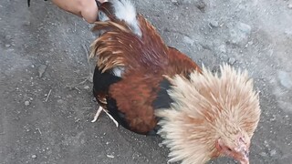 Laban ng bantam