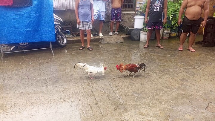 ulan ka lang sabungero kami😂
