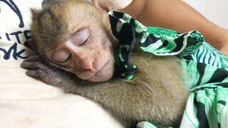 Adorable Monkey Nop Wear New Clothes Very Cute, Nop Always Sleep When Stay On Body Grandpa