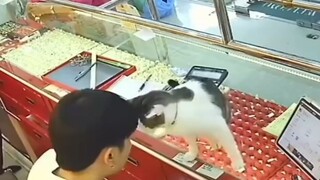 หมี: มนุษย์ คุณยังไม่ตายใช่ไหม