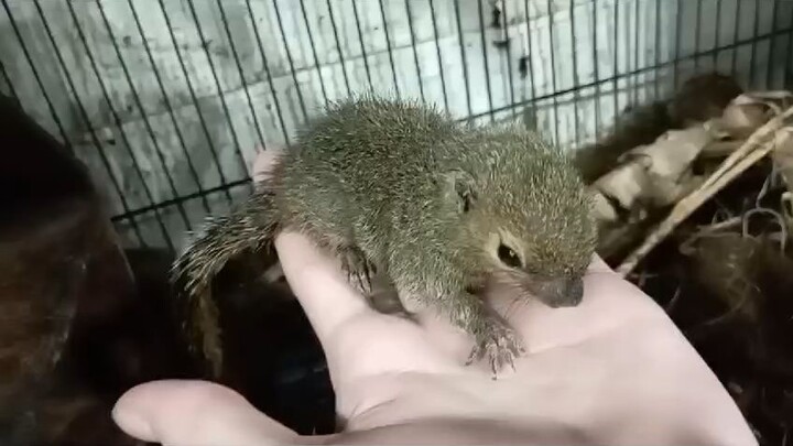 tupai kelapa lucu