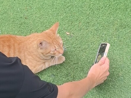 Đưa cho Hakimi xem đầu tròn của cụ già
