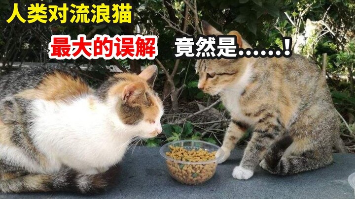 Kesalahpahaman terbesar manusia terhadap kucing liar adalah apa?