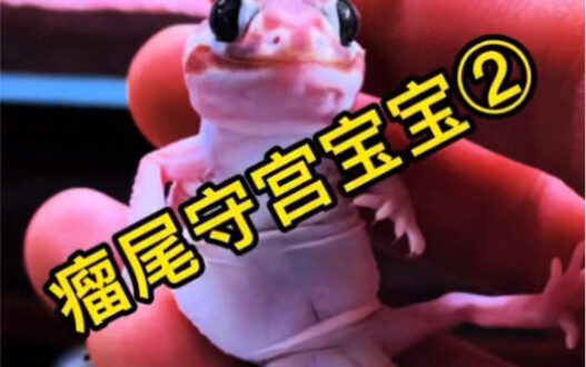 Is the male dragon laying eggs?