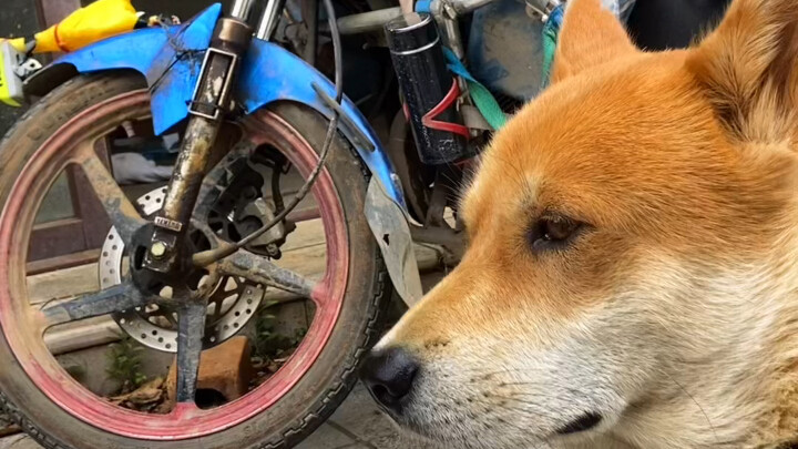 I bet none of you have ever experienced this dog’s point of view!