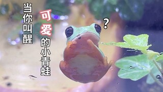 عيون كبيرة تحمل شكوكًا كبيرة، أيقظ ضفدعًا صغيرًا لطيفًا نائمًا بعمق!