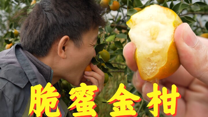 [Petualang Buah Hunter x Hunter] Puncak dari puncak jeruk keprok, rahasia lezatnya ada di sini!