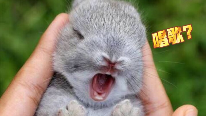 Do you understand Rabbit's voice?