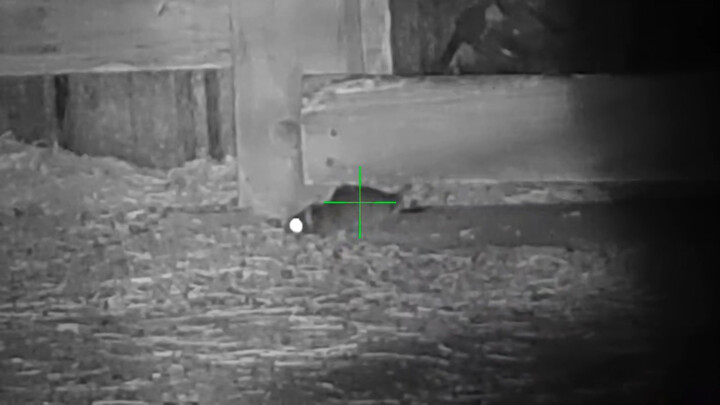 The mouse is really dying this time