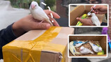 Infuriating, fan-given pets fly away on unboxing