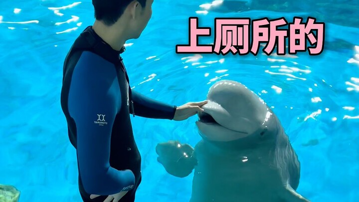 Cá voi trắng đi vệ sinh như thế nào?