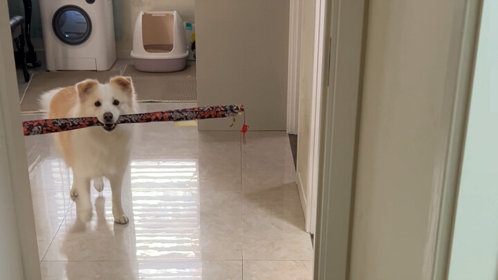 This test is indeed a bit too easy for Border Collies.